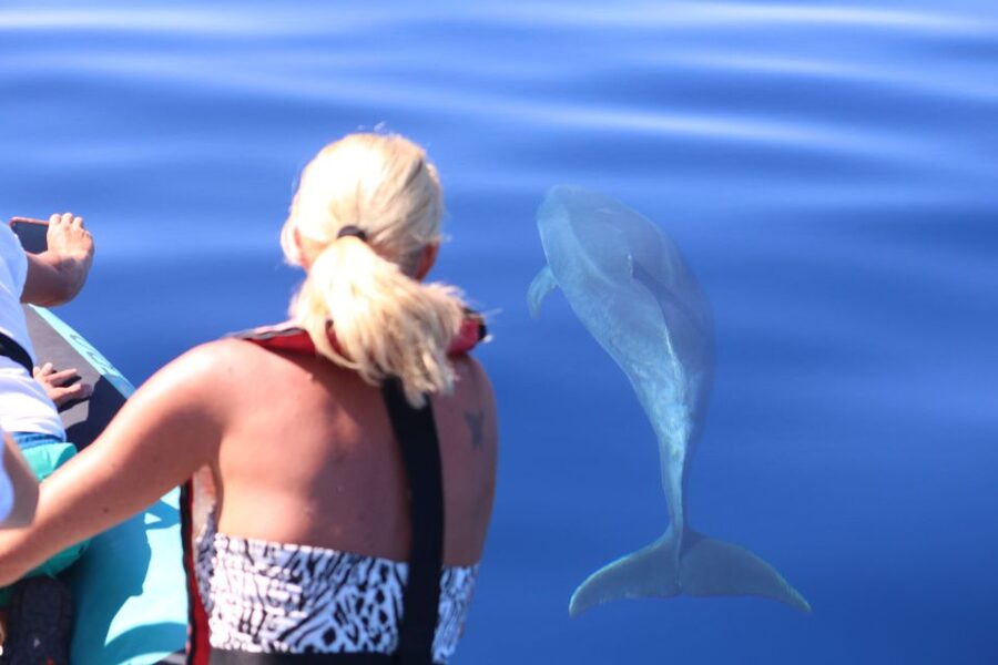 From Calheta: Whale and Dolphin Watching RIB Boat Tour - What the RIB format adds to the outing