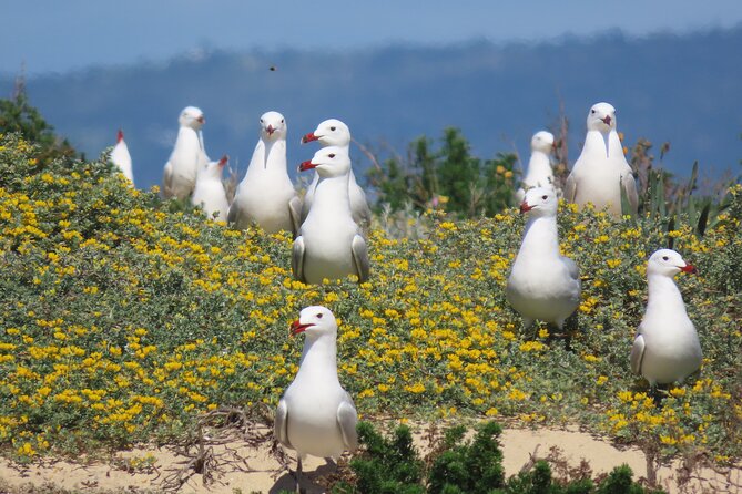 From Faro: Ria Formosa Eco Tour guided by Marine Biologist - How the price compares with the experience