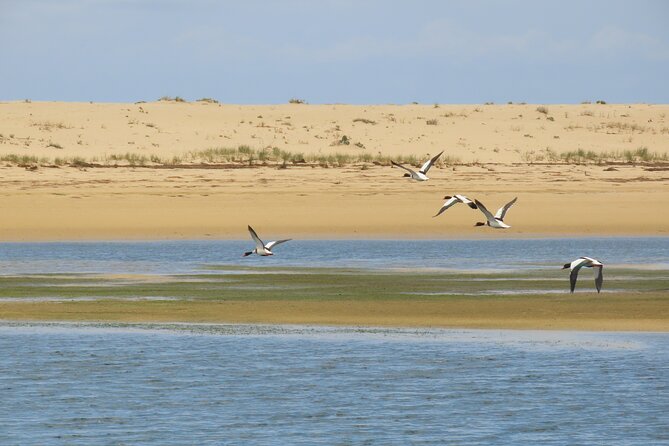 From Faro: Ria Formosa Eco Tour guided by Marine Biologist - Who will enjoy this Faro outing most