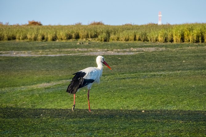 From Faro: Ria Formosa Eco Tour guided by Marine Biologist - What to pack and what to expect