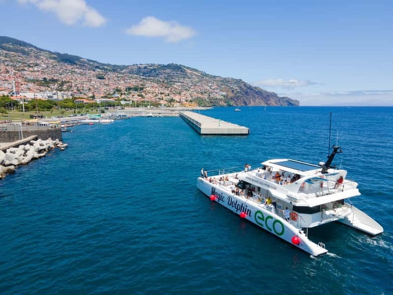From Funchal: Ecological Catamaran Dolphin Whale Watching - Should you book Magic Dolphin Eco?