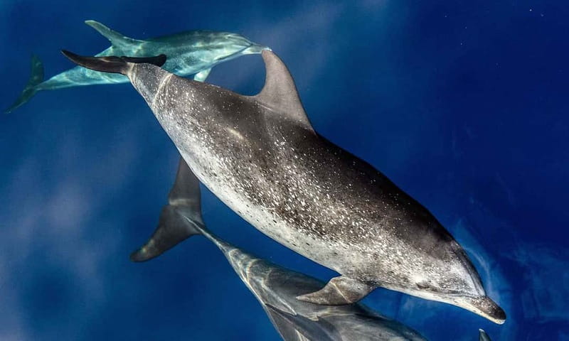 From Funchal: Ecological Catamaran Dolphin Whale Watching - Leaving Funchal Marina on Magic Dolphin Eco