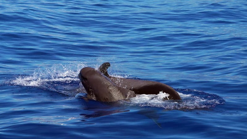 From Funchal: Ecological Catamaran Dolphin Whale Watching - What the guides add to the experience