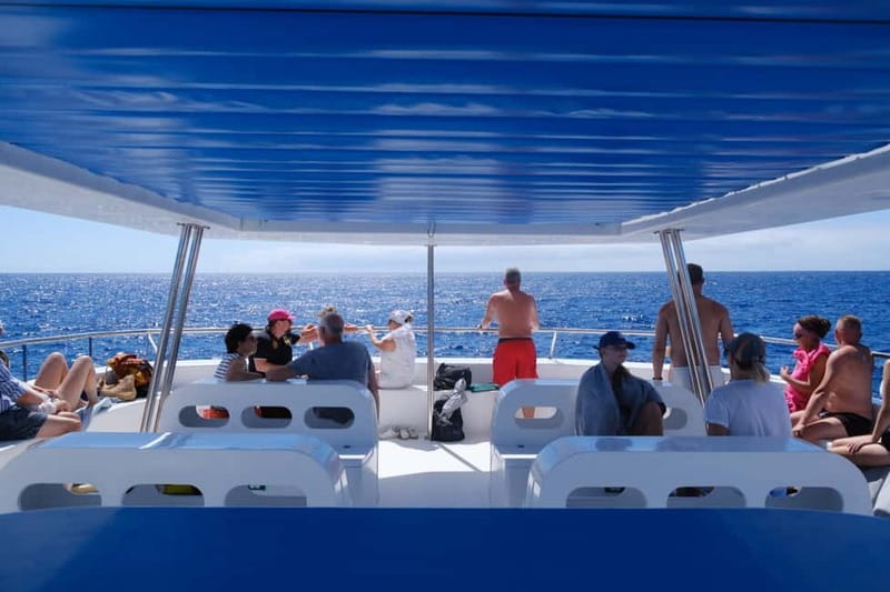 From Funchal: Ecological Catamaran Dolphin Whale Watching - Watching from the nets, decks, and bridge