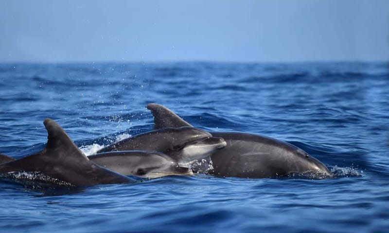 From Funchal: Ecological Catamaran Dolphin Whale Watching - Timing, cancellation, and small practical details