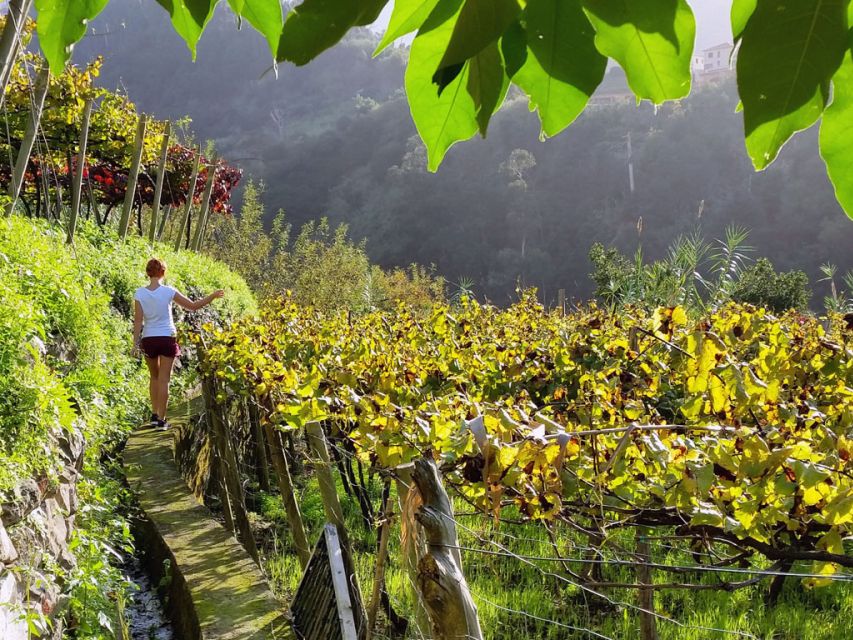 From Funchal: Full-Day Madeira Wine Tour with Lunch - Why this tour works beyond the wine glass
