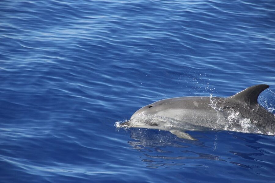 From Funchal: Madeira Dolphin and Whale Watching Tour - Booking and cancellation advice