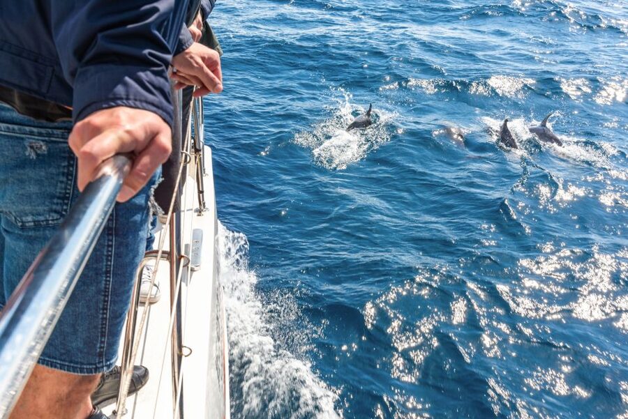 From Funchal: Madeira Dolphin and Whale Watching Tour - What this Madeira catamaran trip is really like