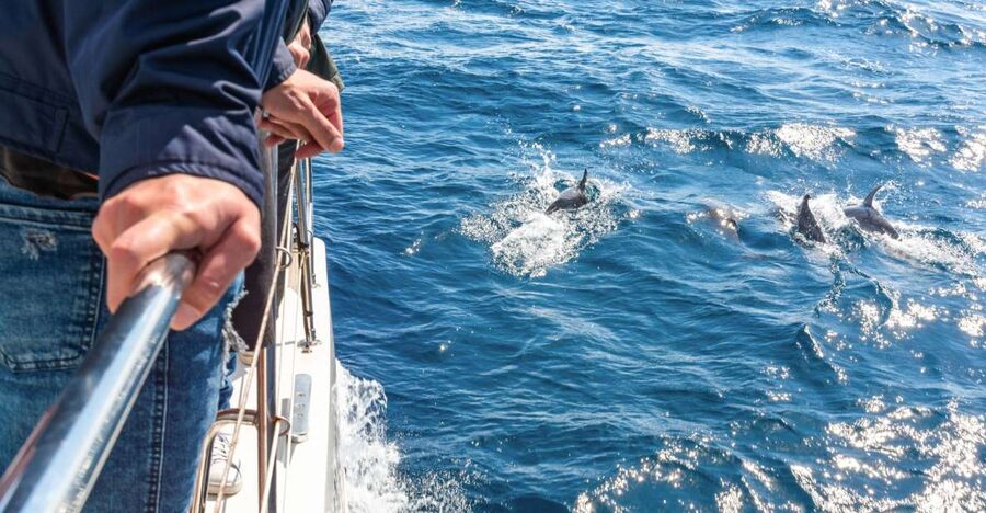 From Funchal: Madeira Dolphin and Whale Watching Tour - Watching dolphins, whales, and occasional turtles