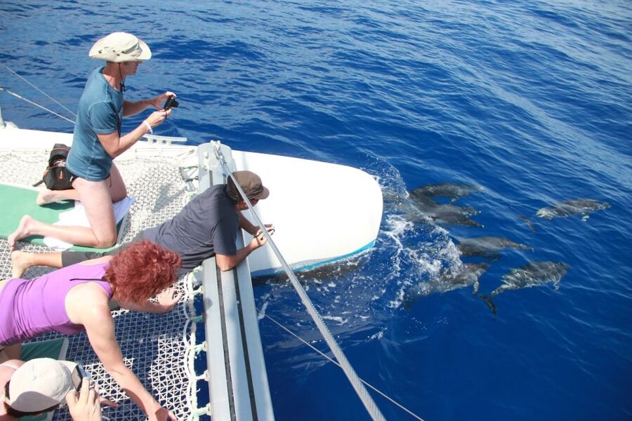 From Funchal: Madeira Dolphin and Whale Watching Tour - The view from the water is half the reward