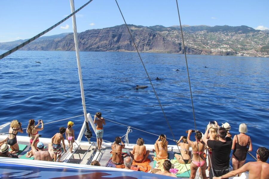 From Funchal: Madeira Dolphin and Whale Watching Tour - Comfort, space, and the practical details onboard