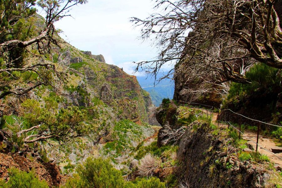 From Funchal: Madeira Peaks Mountain Walk - Plants, flowers, and Madeira’s oldest heather forest