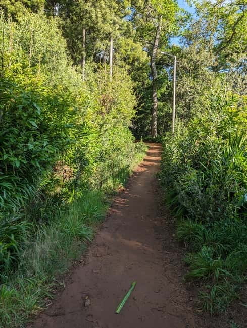 From Funchal: Pico Arieiro Sunrise with Optional Breakfast - Paradise Valley gives you a gentle taste of a levada