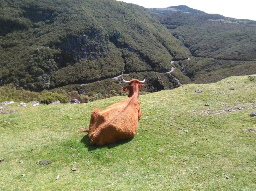 From Funchal: West Madeira and Laurel Forest Day Trip - Why this West Madeira tour works so well