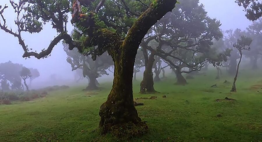 From Funchal: West Madeira Waterfalls and Fanal Forest Tour - Key points to know before booking