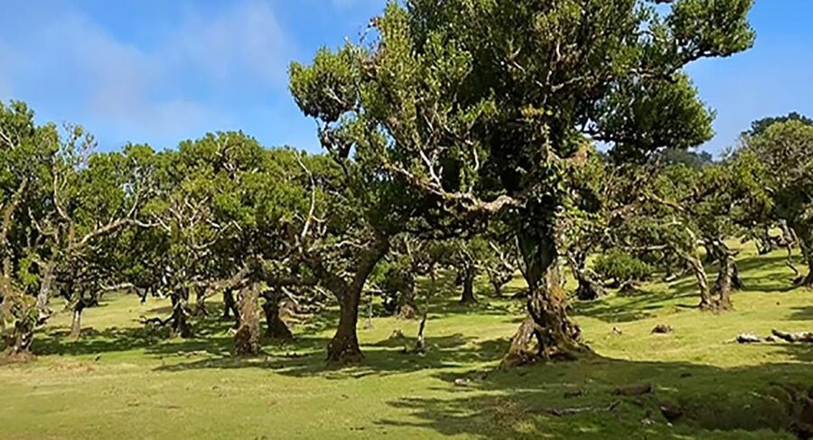 From Funchal: West Madeira Waterfalls and Fanal Forest Tour - The guide and minibus make a real difference