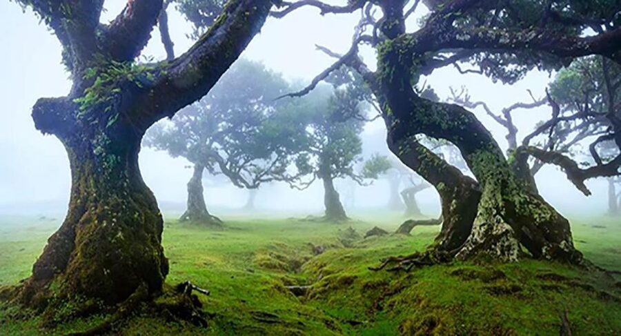 From Funchal: West Madeira Waterfalls and Fanal Forest Tour - From Câmara de Lobos to Cabo Girão
