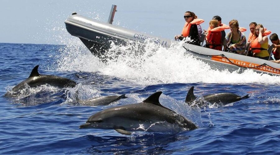 From Funchal: Whale and Dolphin Watching - Key points at a glance