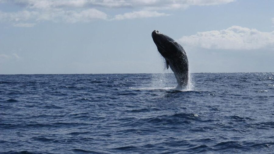 From Funchal: Whale and Dolphin Watching - Who should book this Funchal whale-watching trip?