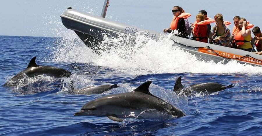 From Funchal: Whale and Dolphin Watching - Leaving Funchal on a small, fast boat