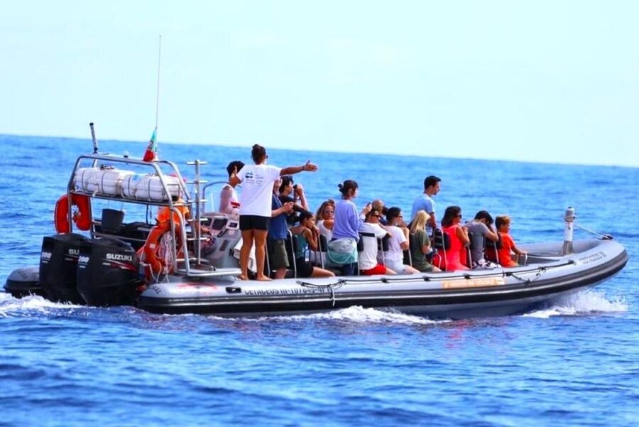 From Funchal: Whale and Dolphin Watching - What you might see offshore