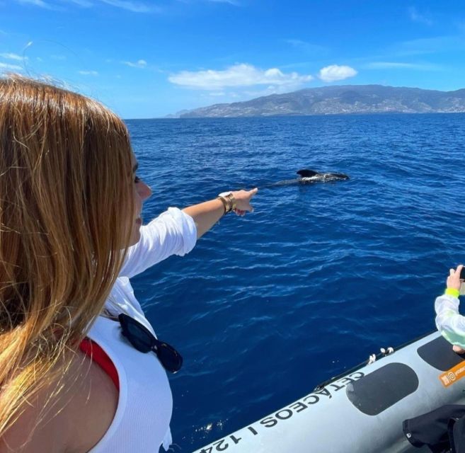From Funchal: Whale and Dolphin Watching - A thrilling ride, with plenty of spray