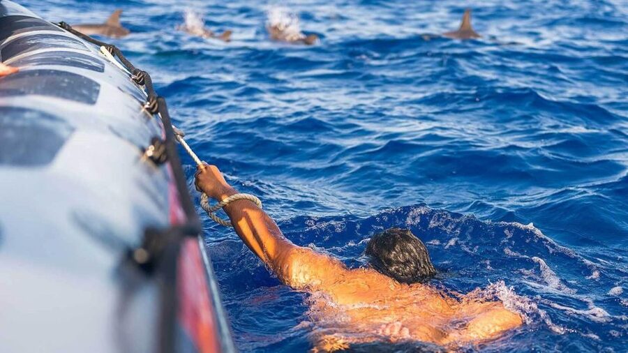 From Funchal: Whale and Dolphin Watching - Swimming is possible, but do not count on it