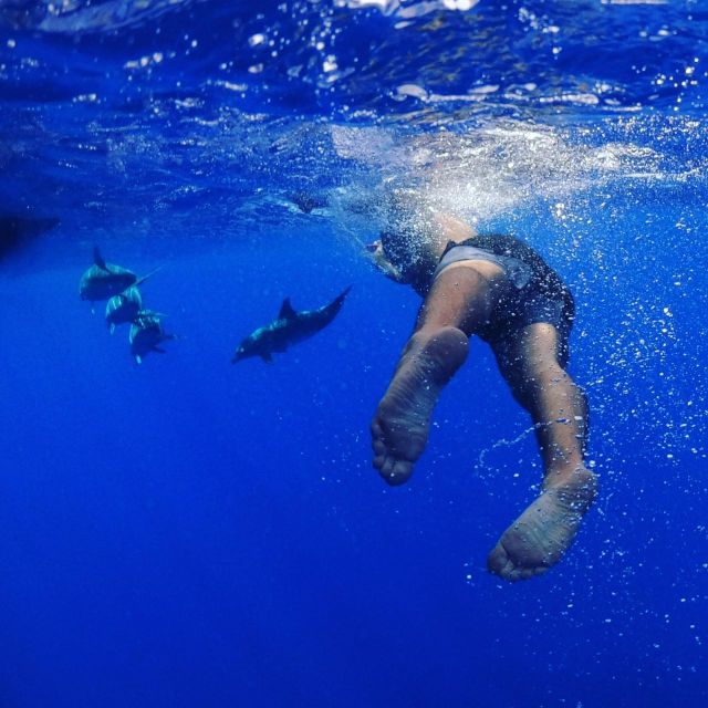 From Funchal: Whale and Dolphin Watching - Two hours looking for Madeira’s marine life