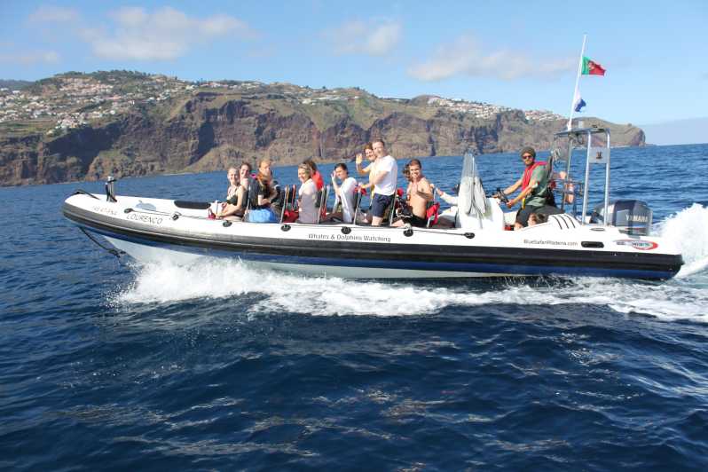 From Funchal: Whales and Dolphin Adventure Tour - Key points to know before you book