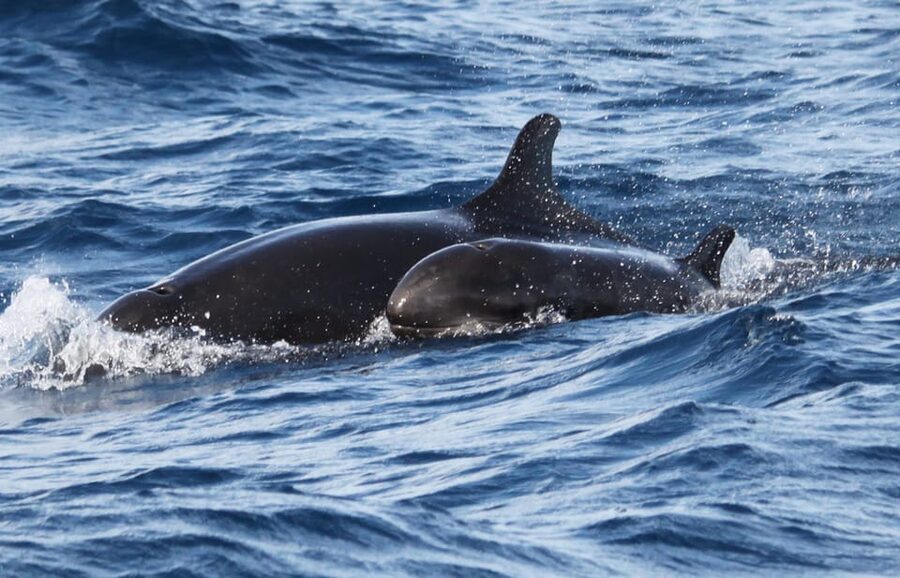 From Funchal: Whales and Dolphin Adventure Tour - A ride with thrills, spray, and possible seasickness