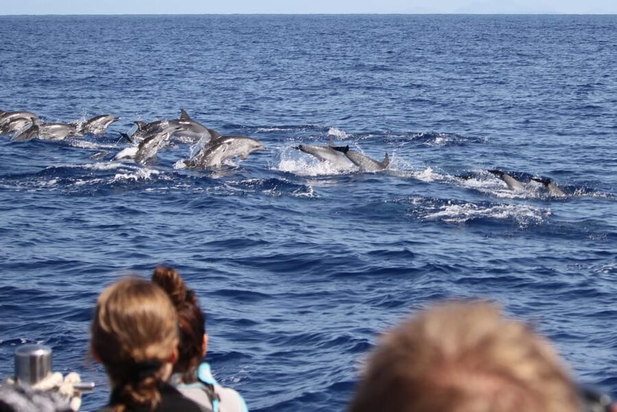 From Funchal: Whales and Dolphin Adventure Tour - Reading the Madeira coast from the water