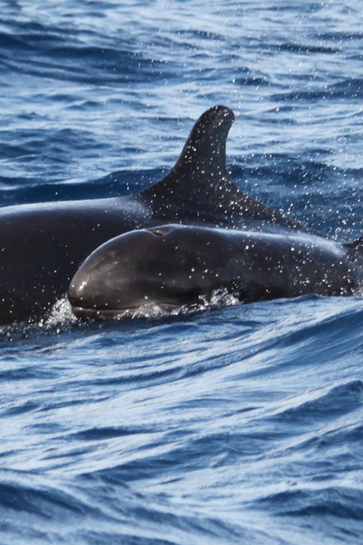 From Funchal: Whales and Dolphin Adventure Tour - The search for dolphins and whales