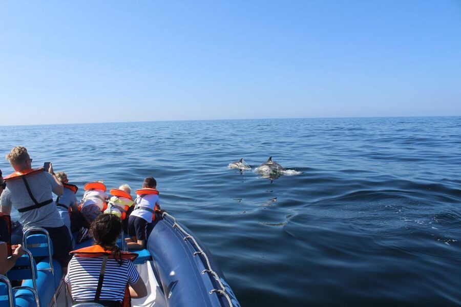 From Lagos: Dolphin Watching Boat Trip w/Marine Biologists - Key points at a glance
