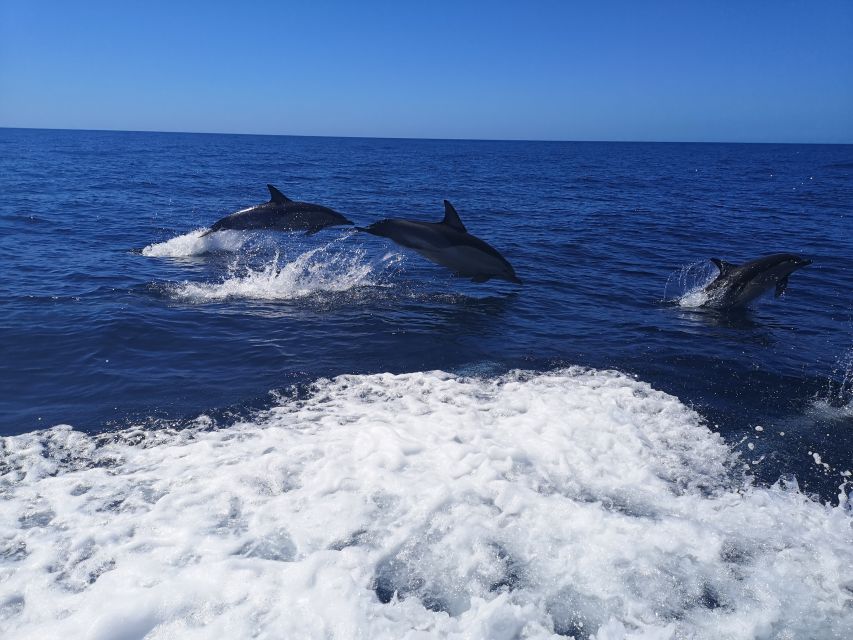 From Lagos: Dolphin Watching Boat Trip w/Marine Biologists - How to make the most of your departure