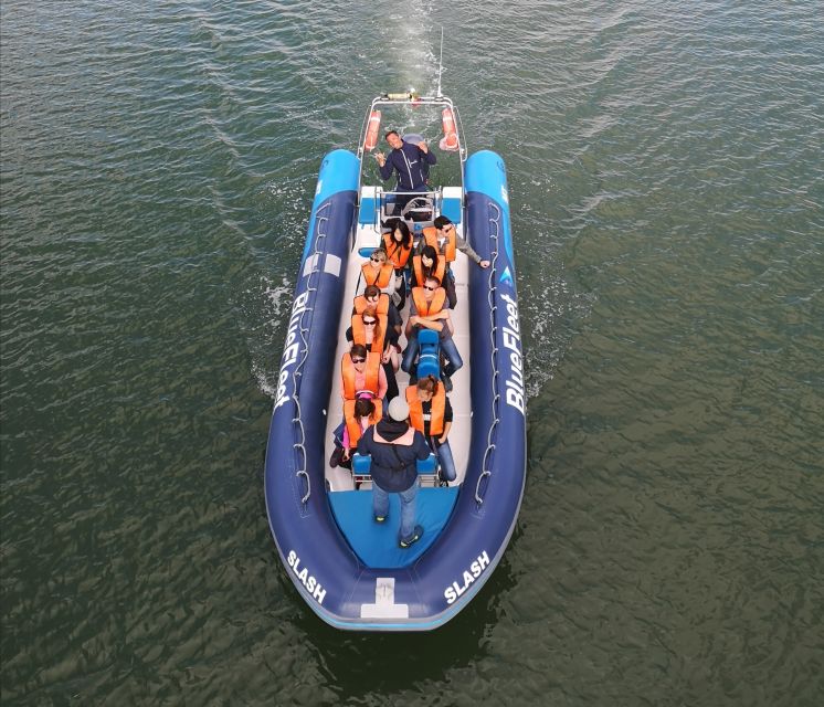 From Lagos: Dolphin Watching Boat Trip w/Marine Biologists - Watching a pod without disturbing it