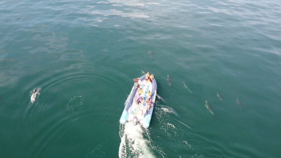 From Lagos: Dolphin Watching Boat Trip w/Marine Biologists - A possible cave detour on the return