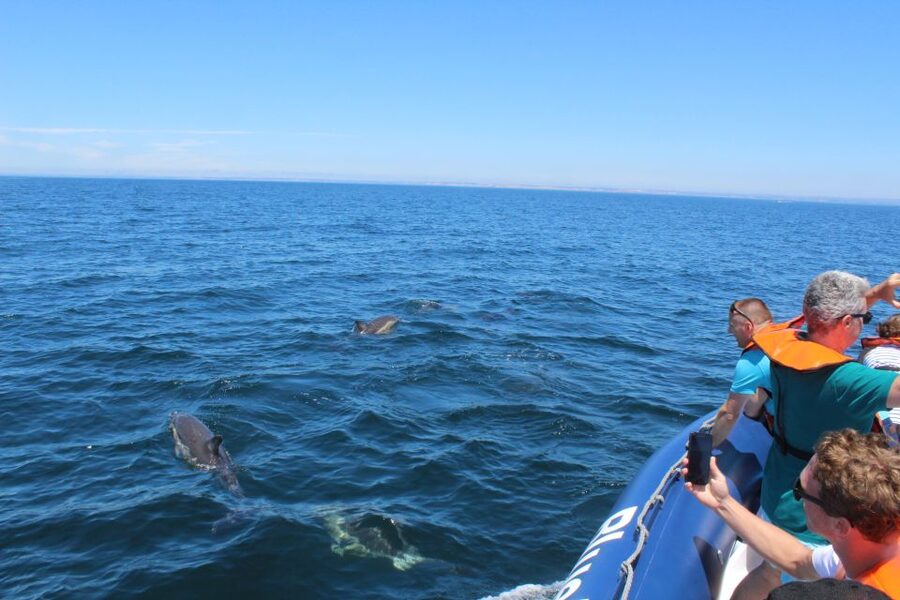 From Lagos: Dolphin Watching Boat Trip w/Marine Biologists - Weather, comfort, and who should skip it