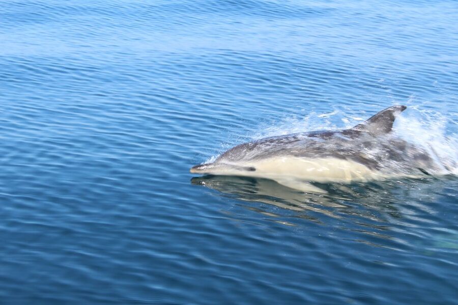 From Lagos: Dolphin Watching Boat Trip w/Marine Biologists - Is $42 good value for 1.5 hours?