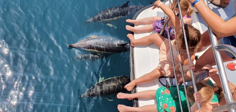 From Lagos: Dolphin Watching Catamaran Cruise - Key points at a glance