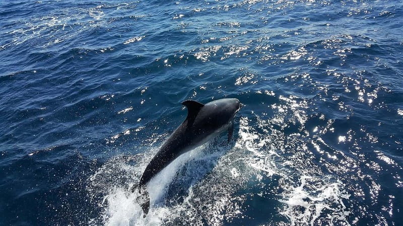 From Lagos: Dolphin Watching Catamaran Cruise - Leaving Lagos Marina for open water
