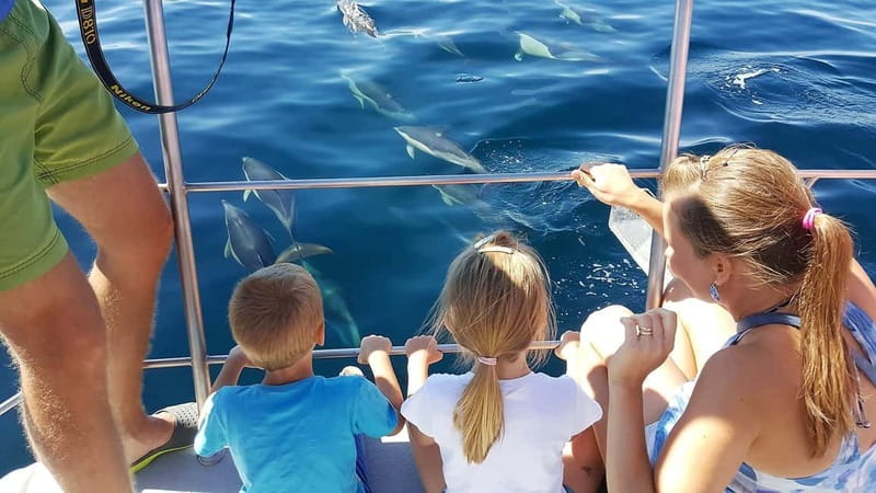 From Lagos: Dolphin Watching Catamaran Cruise - Searching for dolphins off the Algarve