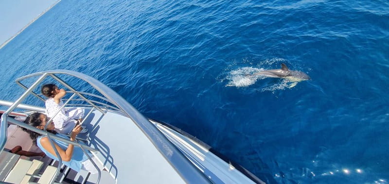 From Lagos: Dolphin Watching Catamaran Cruise - Why the guide matters