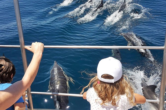 From Lagos: Dolphin Watching Cruise on a Catamaran - Searching for dolphins in the open water