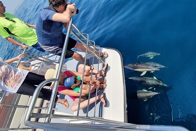 From Lagos: Dolphin Watching Cruise on a Catamaran - Booking, cancellations, and useful planning details