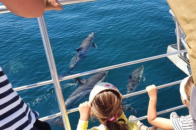 From Lagos: Dolphin Watching Cruise on a Catamaran - The dolphin encounter itself