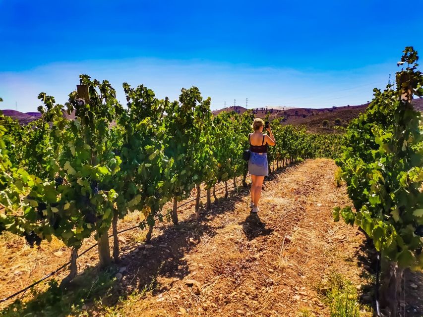 From Lagos: Small-Group 4-Hour Wine Tasting Tour - What the wine portion is really like