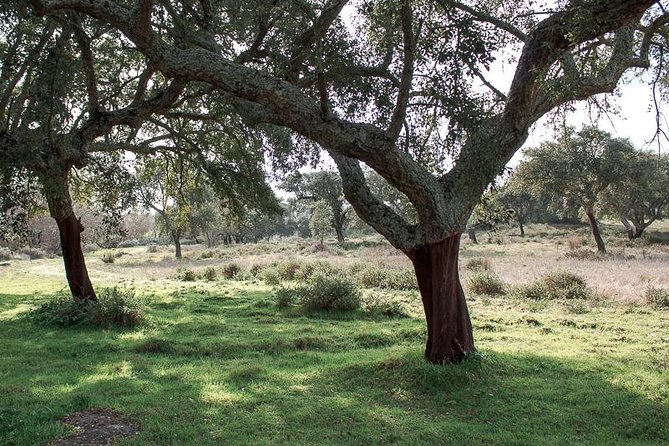 From Lisbon to Alentejo: Évora and Megaliths Full-Day Group Tour - The Almendres Cromlech and access concerns