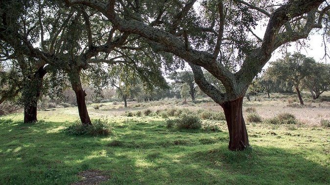 From Lisbon to Alentejo: Évora and Megaliths Full-Day Tour - The Temple of Diana and Roman Évora