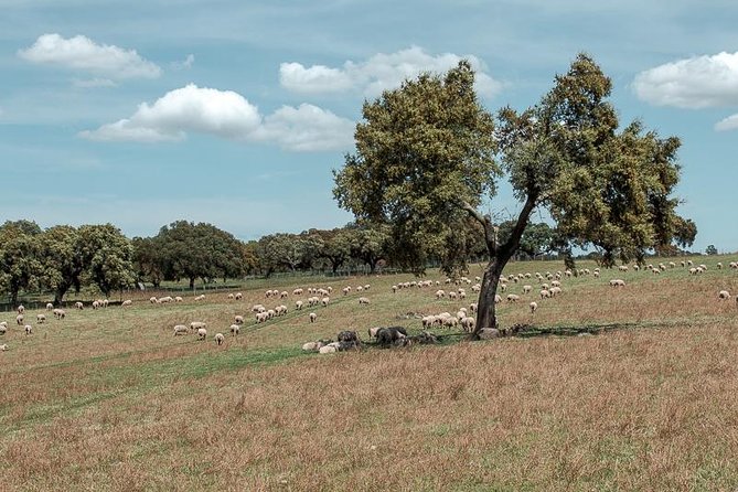 From Lisbon to Alentejo: Évora and Megaliths Full-Day Tour - Lunch and free time around Praça do Giraldo