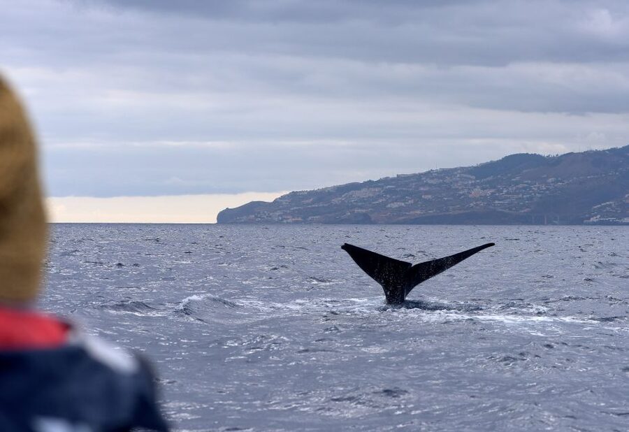 From Machico: Madeira Whale and Dolphin Watching Boat Tour - A small boat with better viewing space
